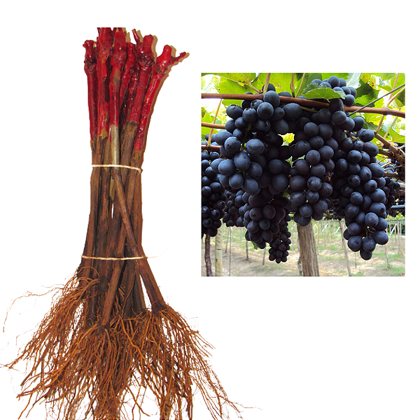 Kit 10 Mudas De Oliveira + 10 Mudas De Uva + Manual de Plantio