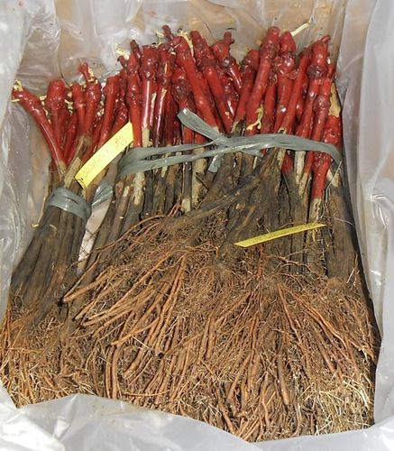 Kit - 3 Mudas De Uva + 3 Adubos Orgânico + Manual