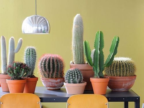 Adubo 100% Orgânico Para Cactos E Suculentas