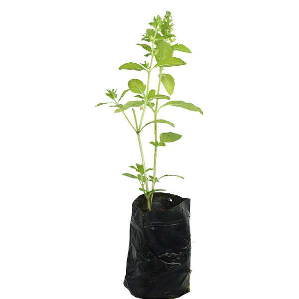 1 Muda De Manjericão  - Alta Qualidade - Planta Condimentos