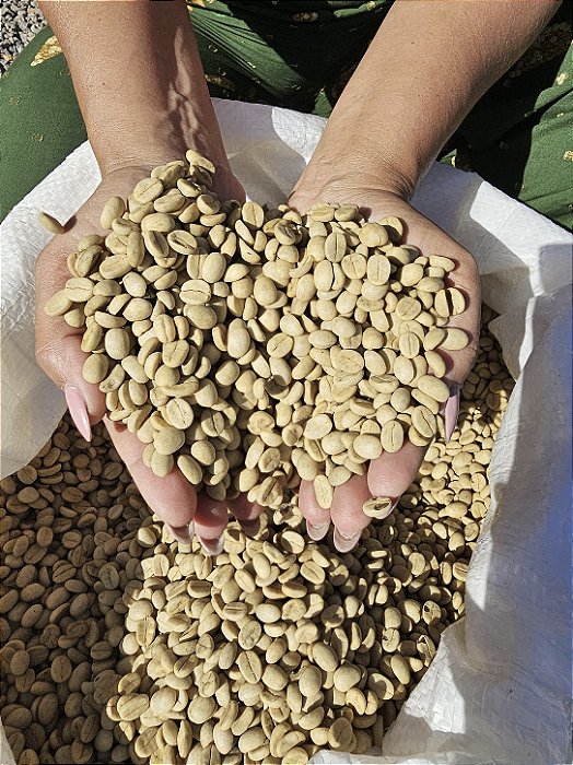 1.500 Sementes De Café Arara + Manual + Adubo!