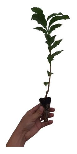 100 Sementes De Café Arábica Mundo Novo + Manual + Brinde Adubo De Formação