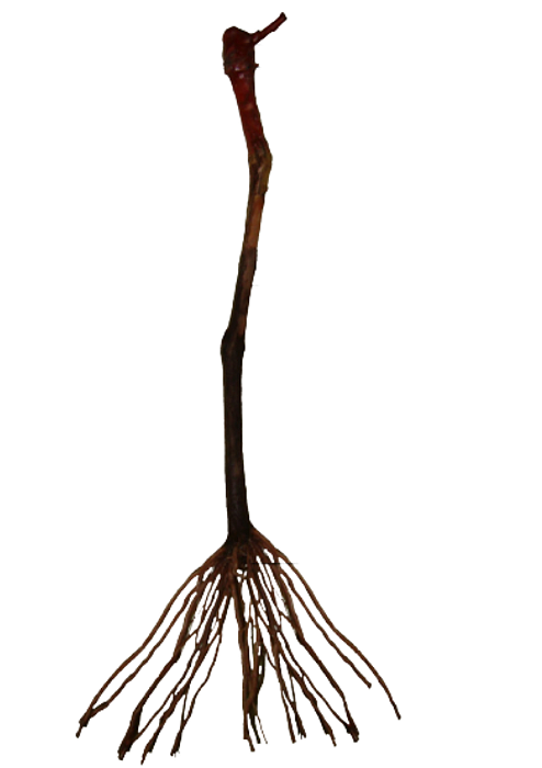 20 Mudas De Uva Enxertadas + Manual de Plantio - Diversas Cultivares