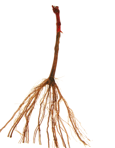 5 Mudas De Uva Enxertadas + Manual - Diversas Cultivares