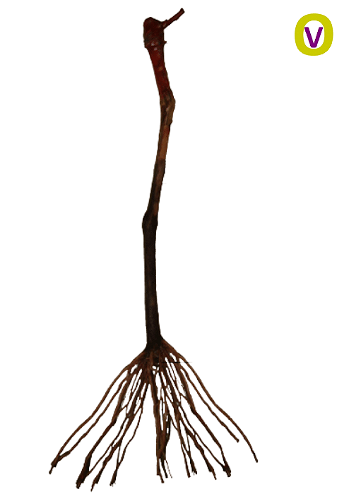 5 Mudas De Uva Syrah + Manual
