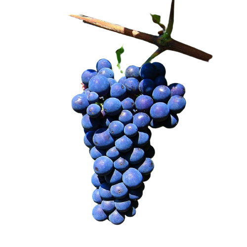 10 Mudas De Uva Cabernet  Sauvignon + Manual de Plantio