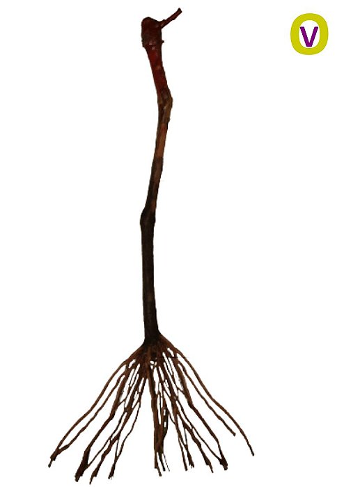 5 Mudas De Uva Cabernet  Sauvignon + Manual