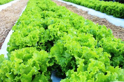 60 Kits Adubo Plantio De Alface Em Geral