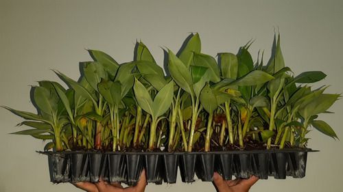 400 Mudas De Banana Micropropagadas - Prata, Nanica E Maçã