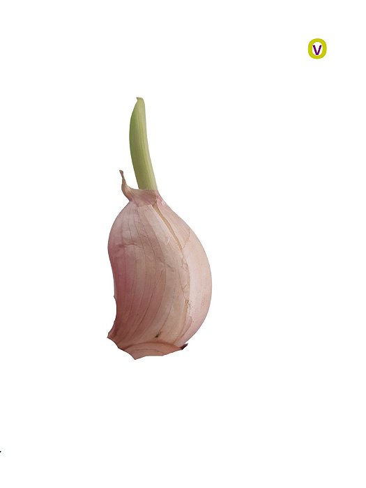 200 Sementes / Mudas De Alho Roxo - Alta Qualidade + Manual