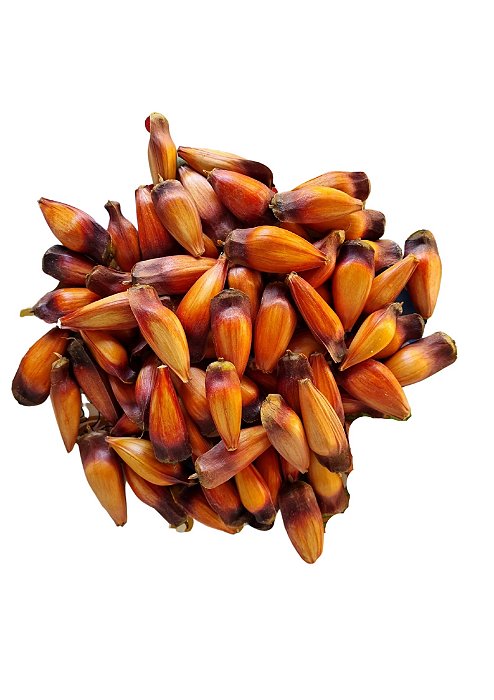 1 Kg Pinhão De Araucária - Serra Mantiqueira - Mg