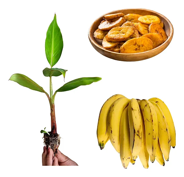 1 Muda De Banana Da Terra - Alta Qualidade + Manual
