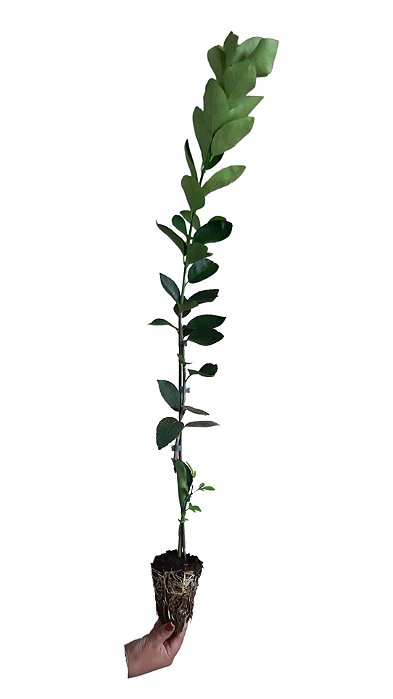 Kit - Mudas 1 Laranja Pêra + 1 Ponkan + 1 Taiti + Manual