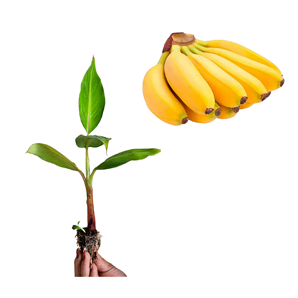 Kit 15 Mudas De Banana Terra, Maçã, Prata Ou Nanica