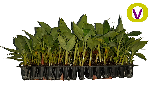 30 Mudas De Banana Da Terra Anã - Profissionais + Manual
