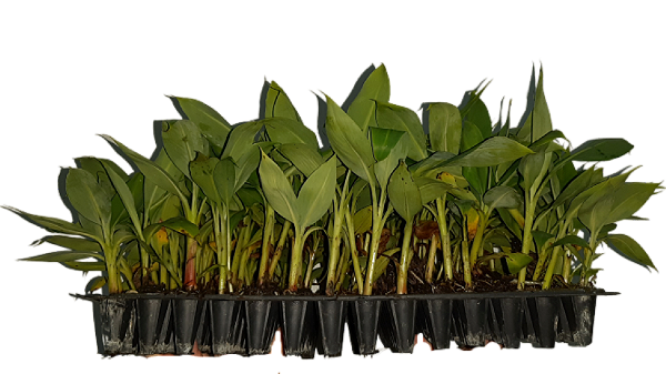 Kit 10 Mudas: Banana Da Terra E Outras Sortidas + Manual