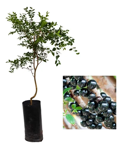 Muda De Jabuticaba Híbrida Paulista P/ Vaso E Solo + Manual!