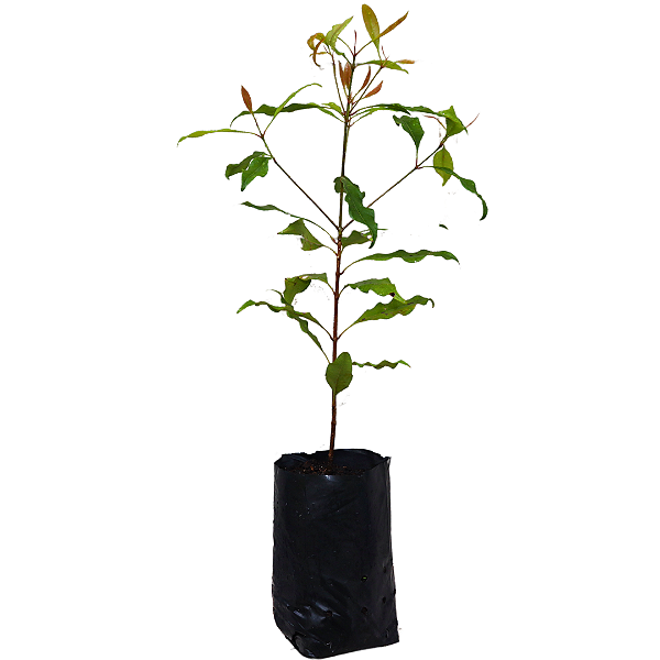 1 Muda De Cravo Da Índia - Alta Qualidade + Manual