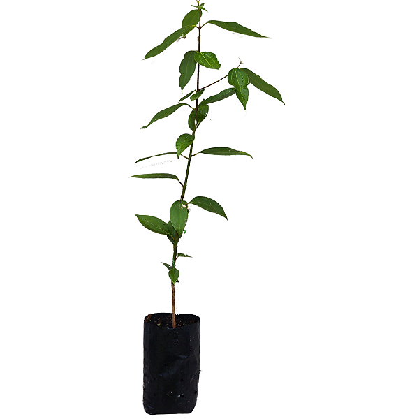 Muda De Canela - Plantio Em Vaso - Alta Qualidade + Manual