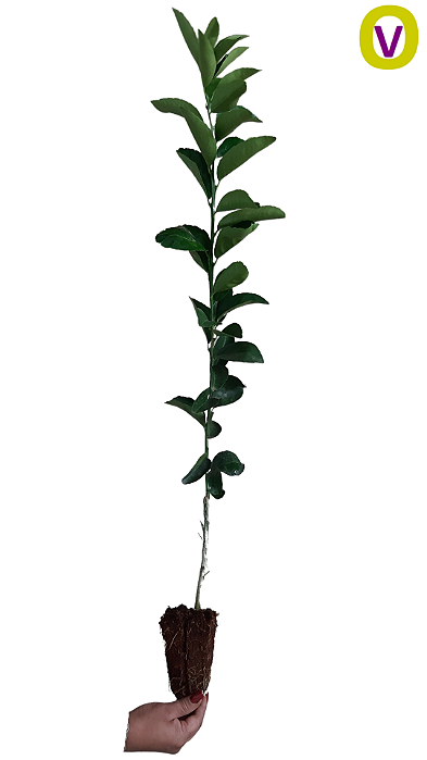 Kit 10 Mudas Cítricas Ponkan