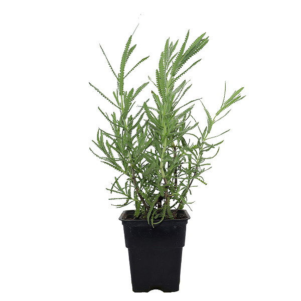 1 Muda De Lavanda Alfazema Para Plantio Em Vasos + Manual