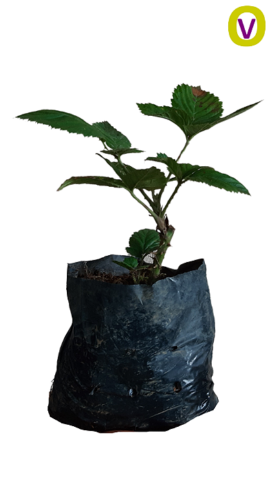 Kit Com 4 Mudas De Amora Preta -  2 Tupy + 2 Brazos + Manual