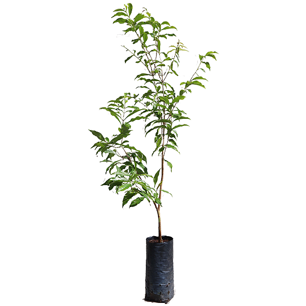 1 Muda De Cerejeira De Madagascar - Plantio Em Solo Ou Vasos