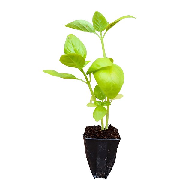 1 Muda De Manjericão Basílico Alta Qualidade + Manual