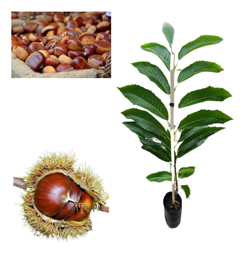 1 Muda De Castanha Portuguesa Enxertada + Manual De Plantio