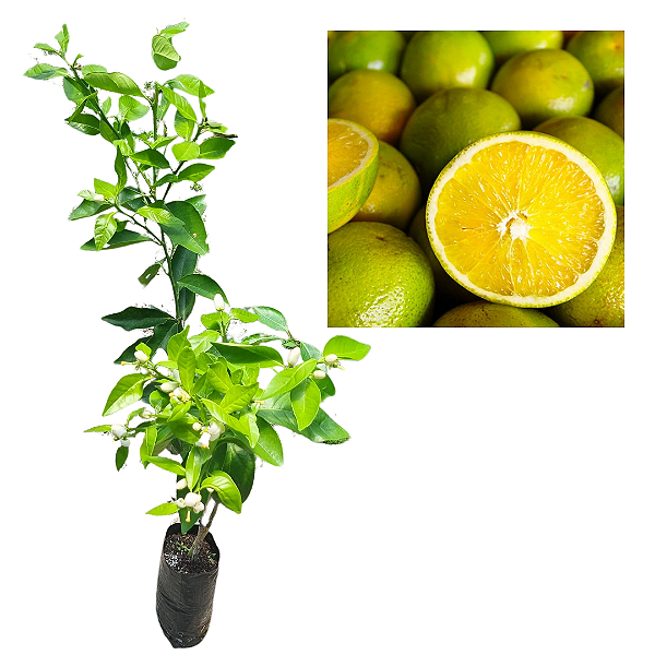 Kit 2 Mudas Frutíferas - Diversas - Monte Seu Kit + Manual