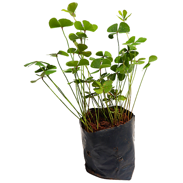 1 Muda De Trevo De 4 Folhas Cultivo Interno Em Residência