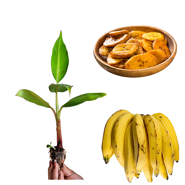Kit 4 Mudas Banana: 2 Da Terra E 2 Do Maranhão