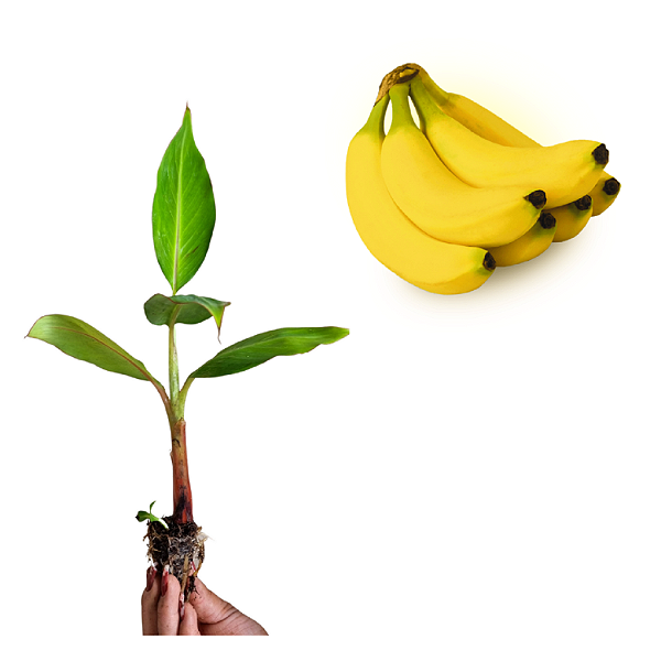 100 Mudas De Banana Nanica + Manual De Plantio