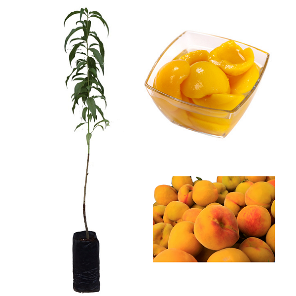 1 Muda De Pêssego Polpa Amarela -  Doces E Suco + Manual