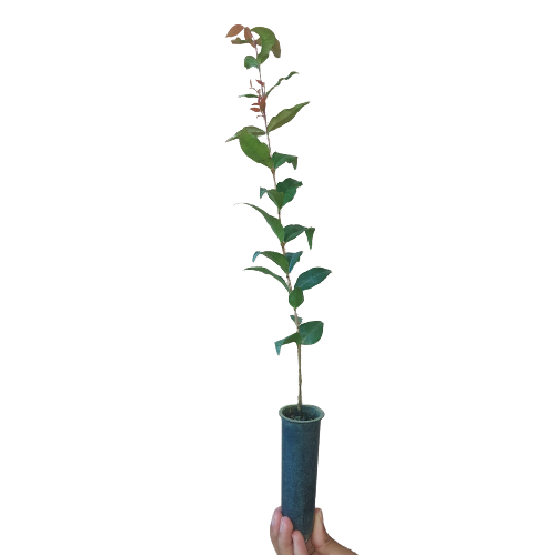 Muda De Pitanga Produtiva - Vaso E Solo + Manual De Plantio