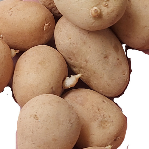Kit - 340 Sementes Mudas Profissionais De Batata - Diversas