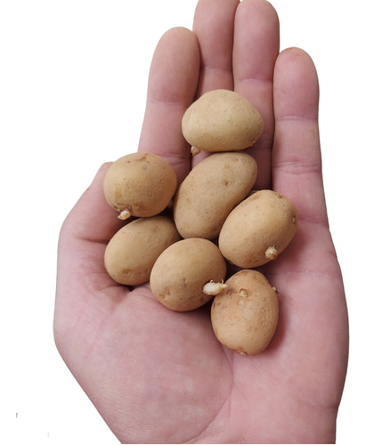 Kit - 50 Sementes Mudas De Batata Cultivar Ágata + Manual