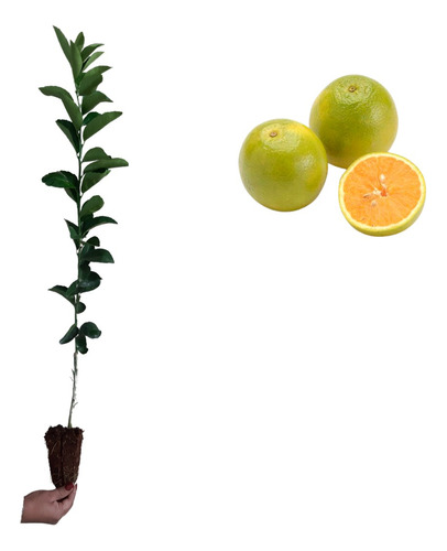 1 Muda De Laranja Lima Enxertada + Manual De Plantio