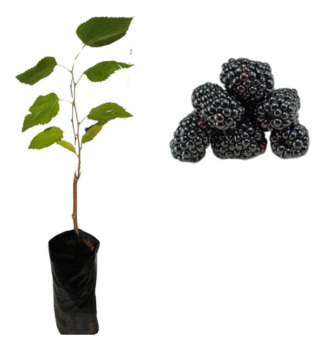 Muda De Amora Italiana Gigante - Alta Qualidade + Manual