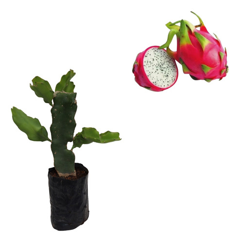 1 Muda De Pitaya Enraizada Luz Do Cerrado + Manual Plantio