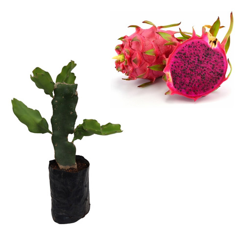 7 Mudas De Pitaya Enraizada Autofértil Royal Red - Roxa