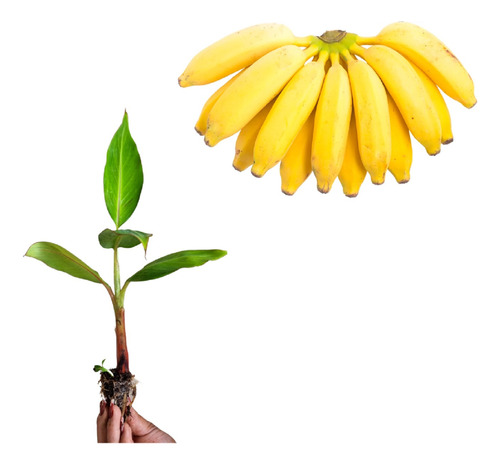 Kit 100 Mudas De Banana Maçã, Prata, Terra, Nanica + Manual