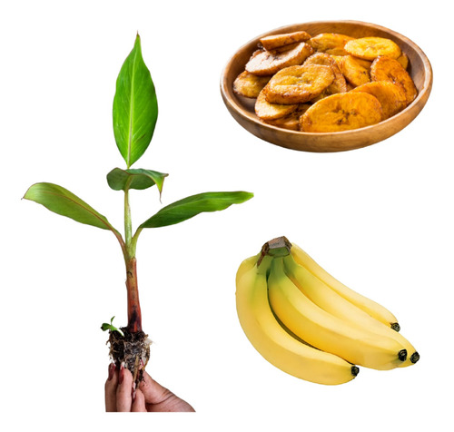 Kit 60 Mudas De Banana Terra, Maçã, Prata Ou Nanica + Manual