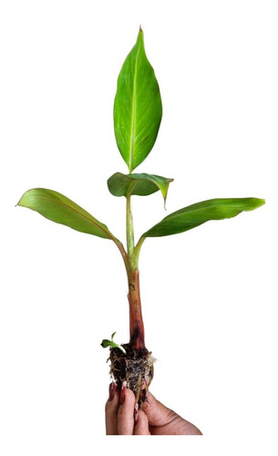 Kit 5 Mudas De Banana Maranhão + Manual De Cultivo