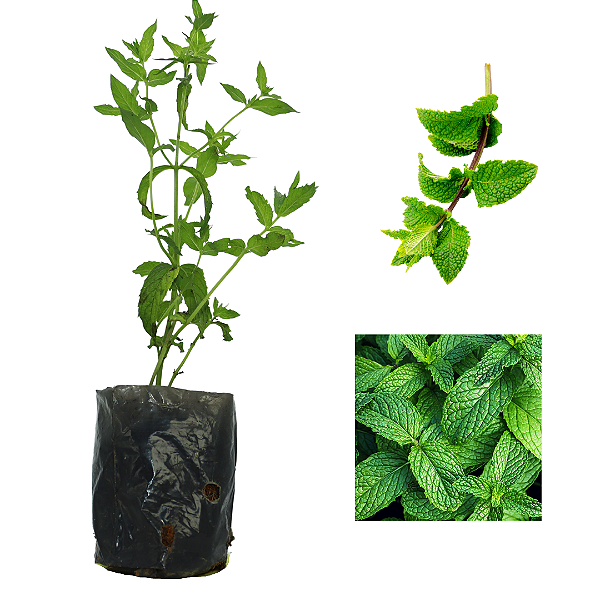 1 Muda De Menta Alta Qualidade - Planta Medicinal