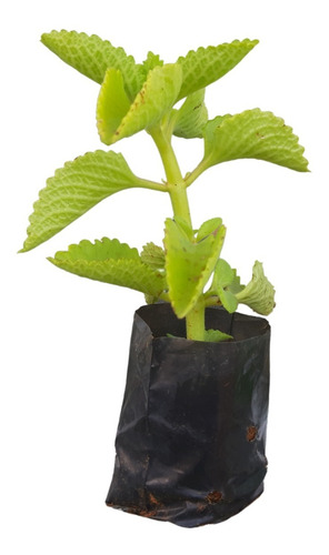 15 Mudas De Hortelã Pimenta - Planta Medicinal + Manual
