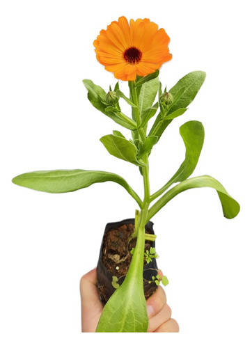 20 Mudas De Calêndula - Planta Medicinal + Manual De Plantio