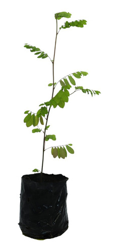 1 Muda De Quebra Pedra - Orgânica - Medicinal + Manual