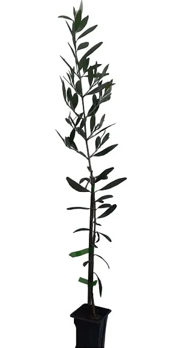 Kit Muda De Oliveira + Uva (adubo) + Maçã Eva + 1 Medicinal!