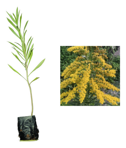 2 Mudas De Arnica - Alta Qualidade - Planta Medicinal